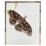 Janet Elizabeth Turner Moth Watercolor Painting