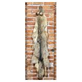 Montana Taxidermy Coyote Pelt Hide