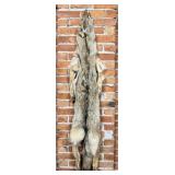 Montana Taxidermy Coyote Pelt Hide
