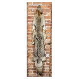 Montana Taxidermy Coyote Pelt Hide