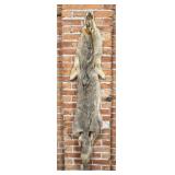 Montana Taxidermy Coyote Pelt Hide