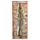 Montana Taxidermy Coyote Pelt Hide
