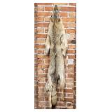 Montana Taxidermy Coyote Pelt Hide