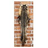 Montana Taxidermy Badger Fur Hide Pelt