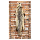 Montana Taxidermy Badger Fur Hide Pelt