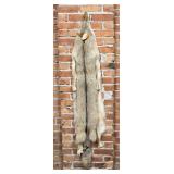 Montana Taxidermy Coyote Pelt Hide