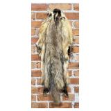 Montana Taxidermy Badger Fur Hide Pelt