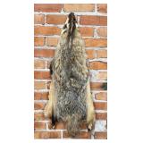 Montana Taxidermy Badger Fur Hide Pelt