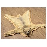 Montana Taxidermy Bobcat Rug