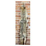 Montana Taxidermy Coyote Pelt Hide