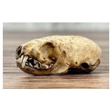 Montana Taxidermy Mink Skull