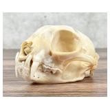 Montana Taxidermy Bobcat Skull