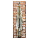 Montana Taxidermy Coyote Pelt Hide