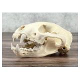 Taxidermy Montana Mountain Lion Skull