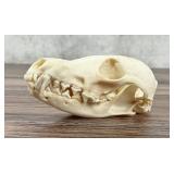 Montana Taxidermy Fox Skull