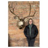 Gigantic Montana Taxidermy Trophy Mule Deer Mount