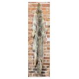 Montana Taxidermy Coyote Pelt Hide