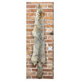 Montana Taxidermy Coyote Pelt Hide