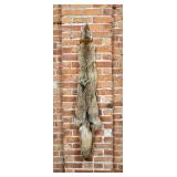 Montana Taxidermy Coyote Pelt Hide
