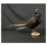 Full Body Idaho Taxidermy Pheasant