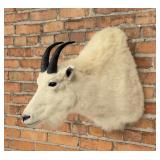Montana Mountain Goat Taxidermy Mount