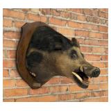 Tennessee Shoulder Mount Taxidermy Feral Pig