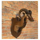 Tennessee Corsican Ram Taxidermy Shoulder Mount