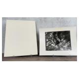 Ruth Bernhard Star Shell Silver Gelatin Photo