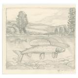 Monte Dolack Montana Grayling Poster Study