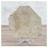 Green River Bird Tracks Fossil Footprints