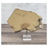 Knightia eocaena Green River Fish Fossil