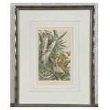 Louis Agassiz Fuertes Screech Owl Lithograph