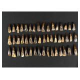 Lot of 50 Fossilized Buffalo Teeth
