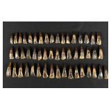 Lot of 50 Fossilized Buffalo Teeth