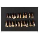 Lot of 20 Fossilized Buffalo Teeth