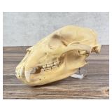 Taxidermy Montana Black Bear Skull