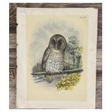 Jacob Henry Studer Barred Owl Lithograph