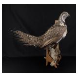 Montana Sharptail Grouse Taxidermy Mount