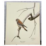 Guy Coheleach American Kestrel Print