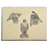 Robert Katona Falcon Print