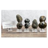 Group Of Stringocephalus Fossils