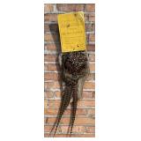 Montana Taxidermy Pheasant Ass