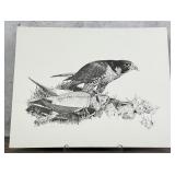 Robert Katona Falcon Print