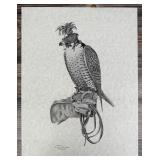 Hooded Falcon Print