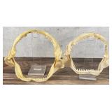 Taxidermy Bull Shark Jaws