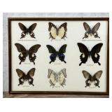Butterfly Specimens In Frame Entomology