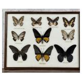 Butterfly Specimens In Frame Entomology