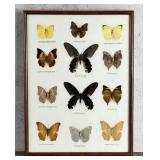 Butterfly Specimens In Frame Entomology