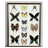 Butterfly Specimens In Frame Entomology