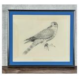 Peregrine Falcon Drawing